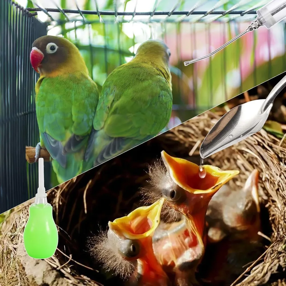 Baby lovebirds and chicks fed with the hand-feeding spoon and drinker