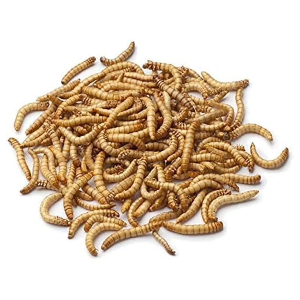 Dried mealworms – whole MyPetShop dried mealworms, high-protein treat
