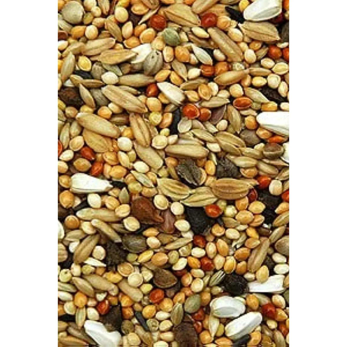 Seed mix for small birds – close-up of the seeds and kibbles